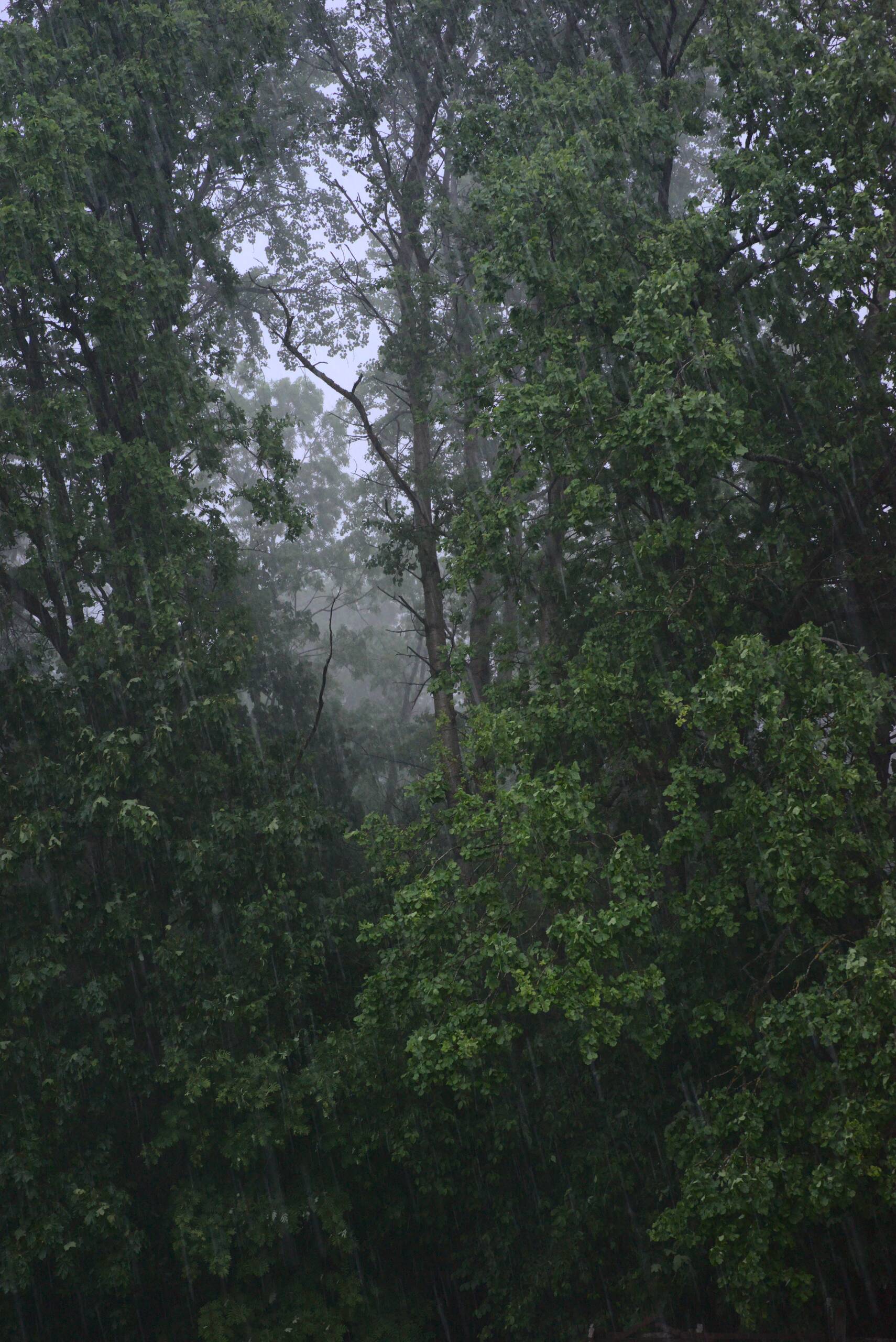 An image of backyard rain.