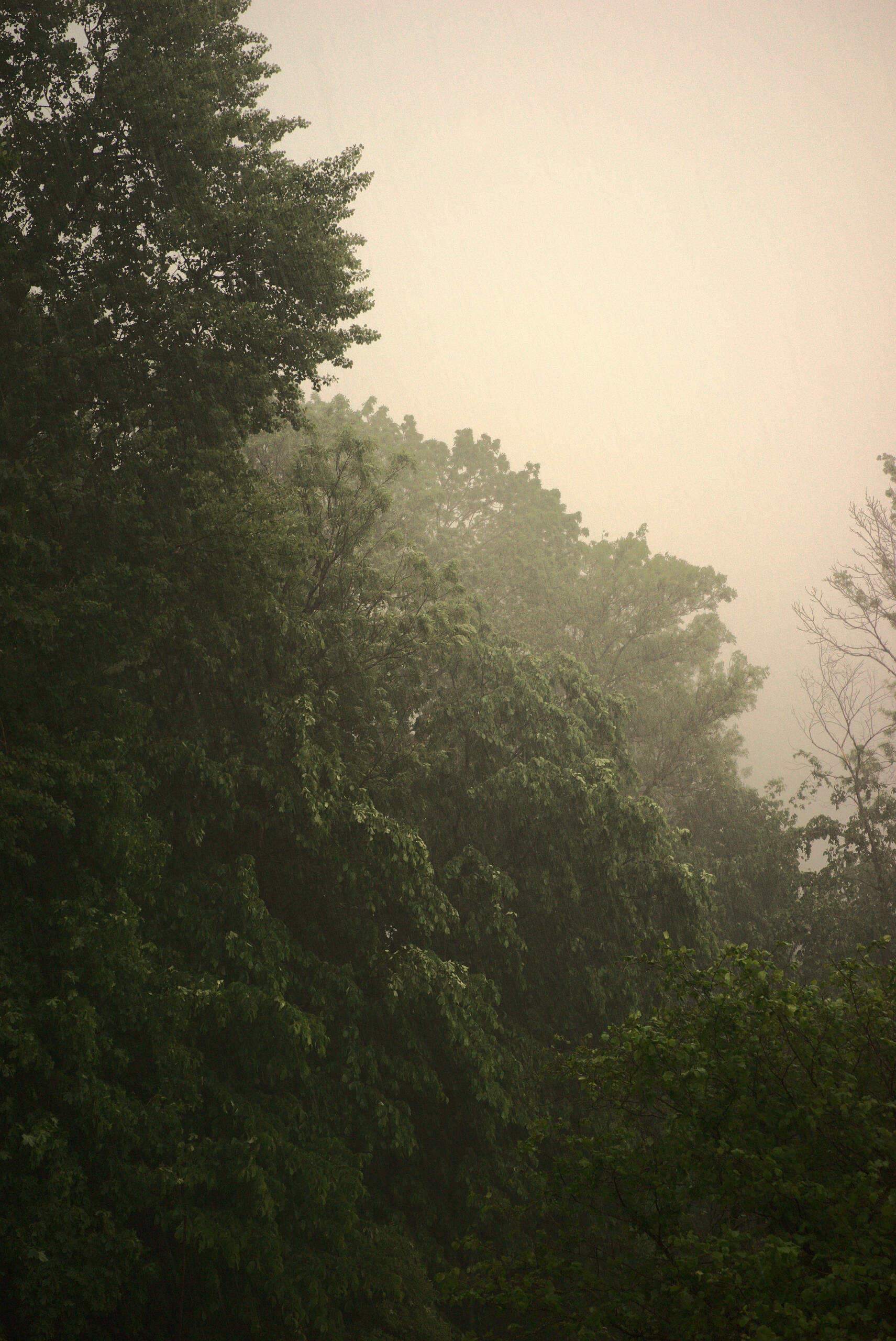 An image of backyard rain warm.