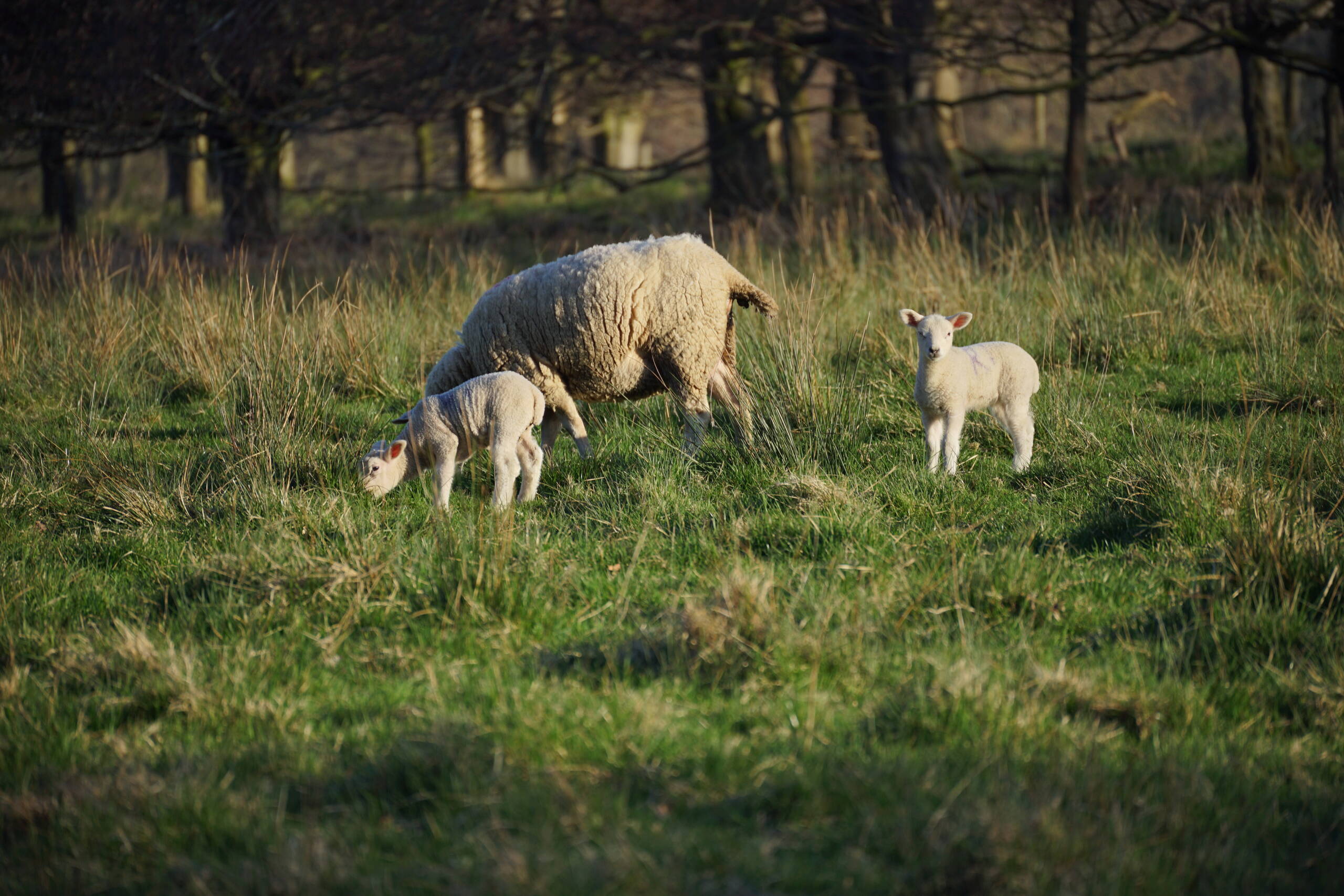 An image of Sheep.
