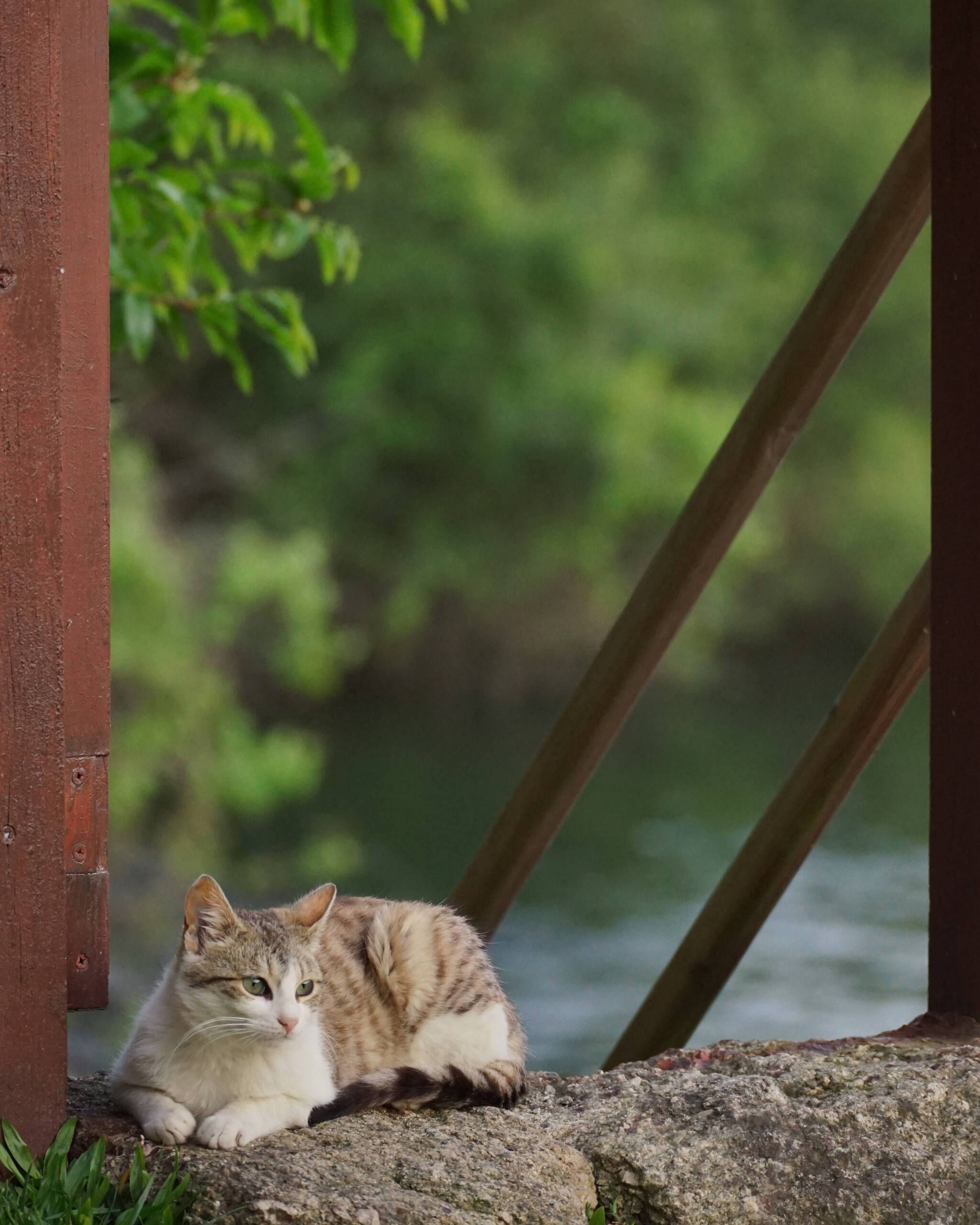 An image of cat.