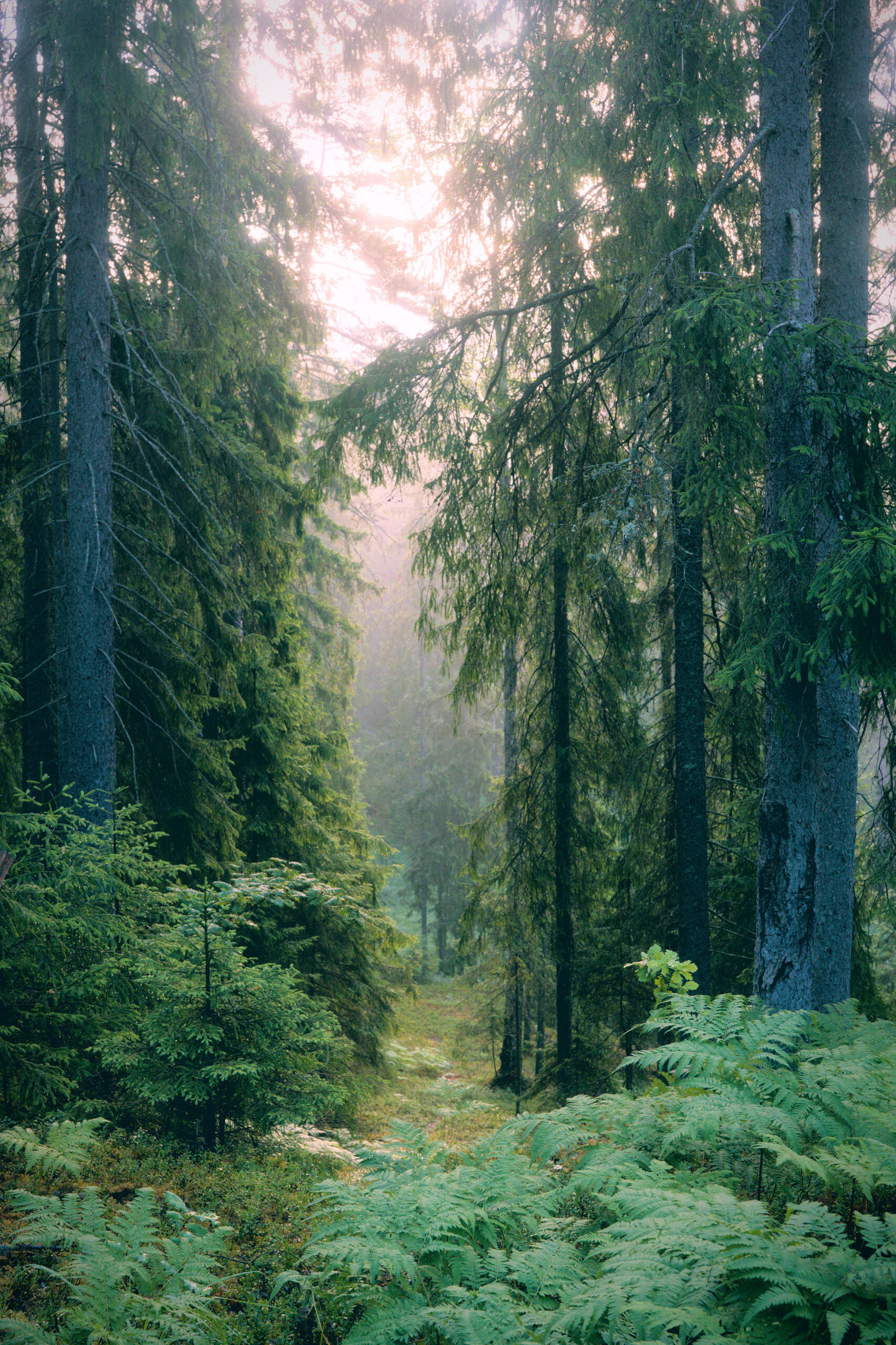 An image of forest.