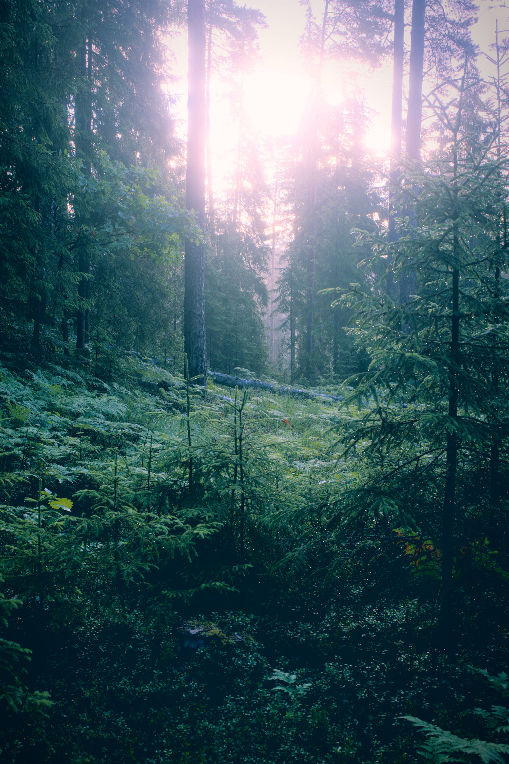 An image of forest2.