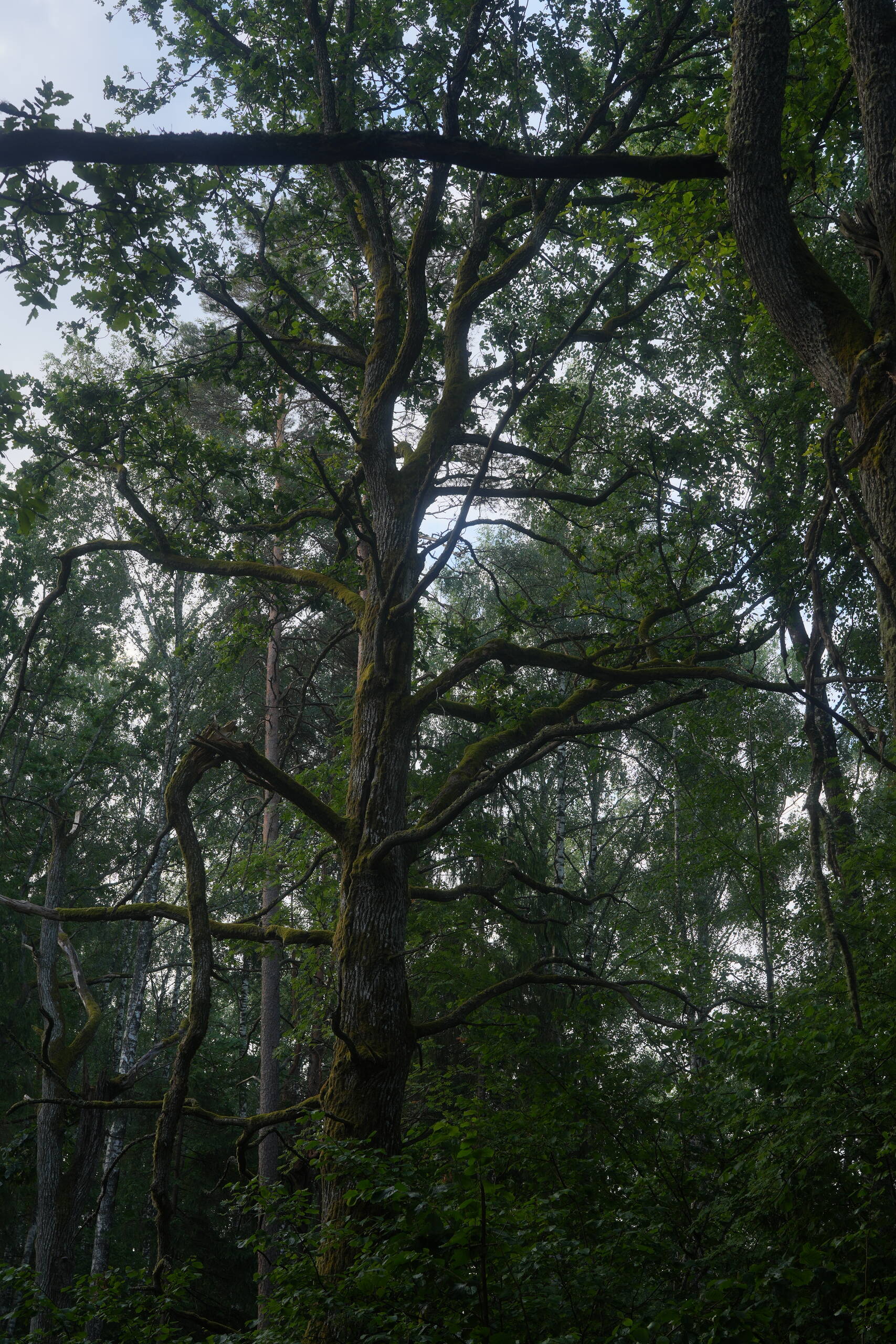 An image of tree.