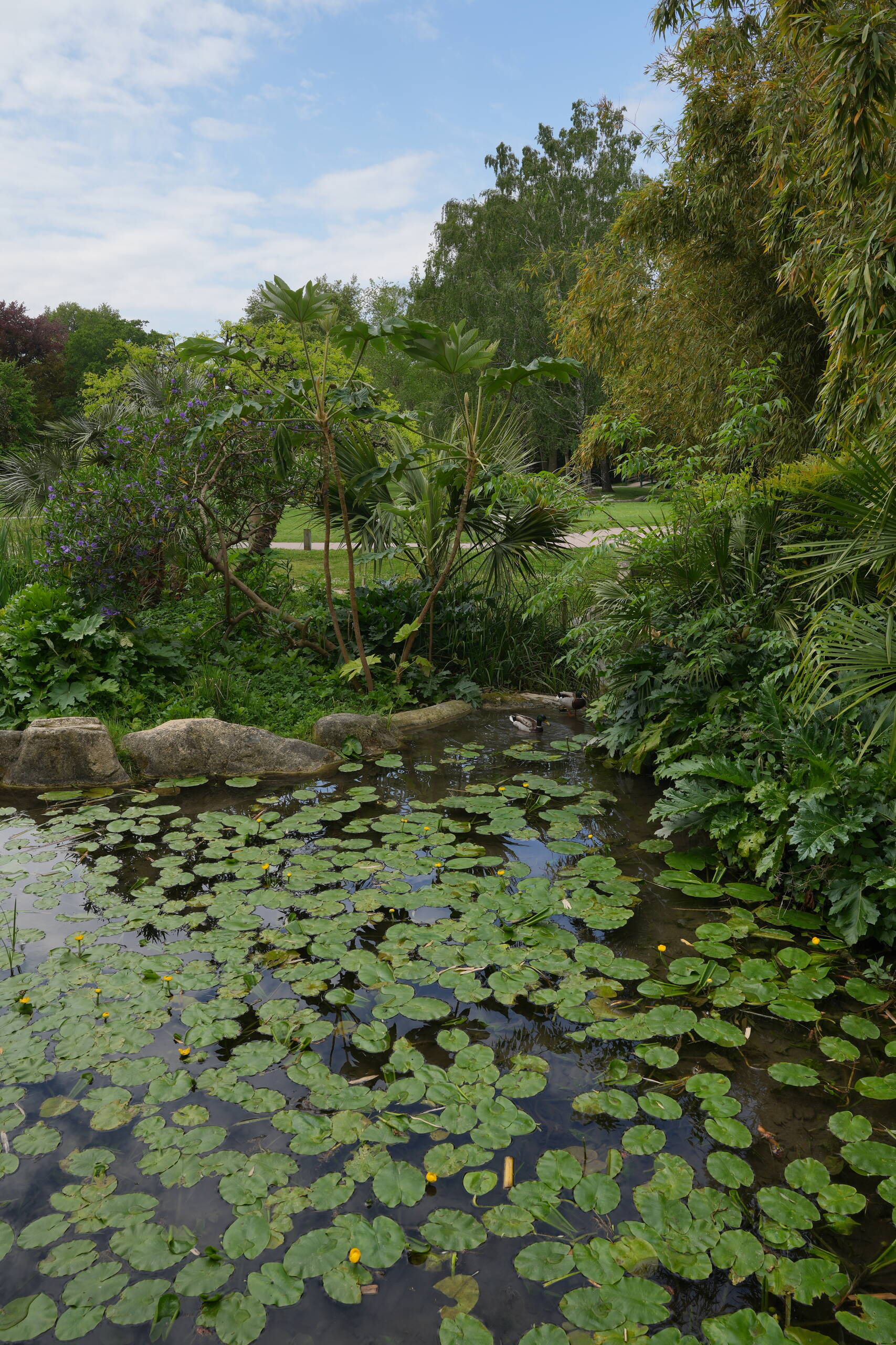 An image of ducks.