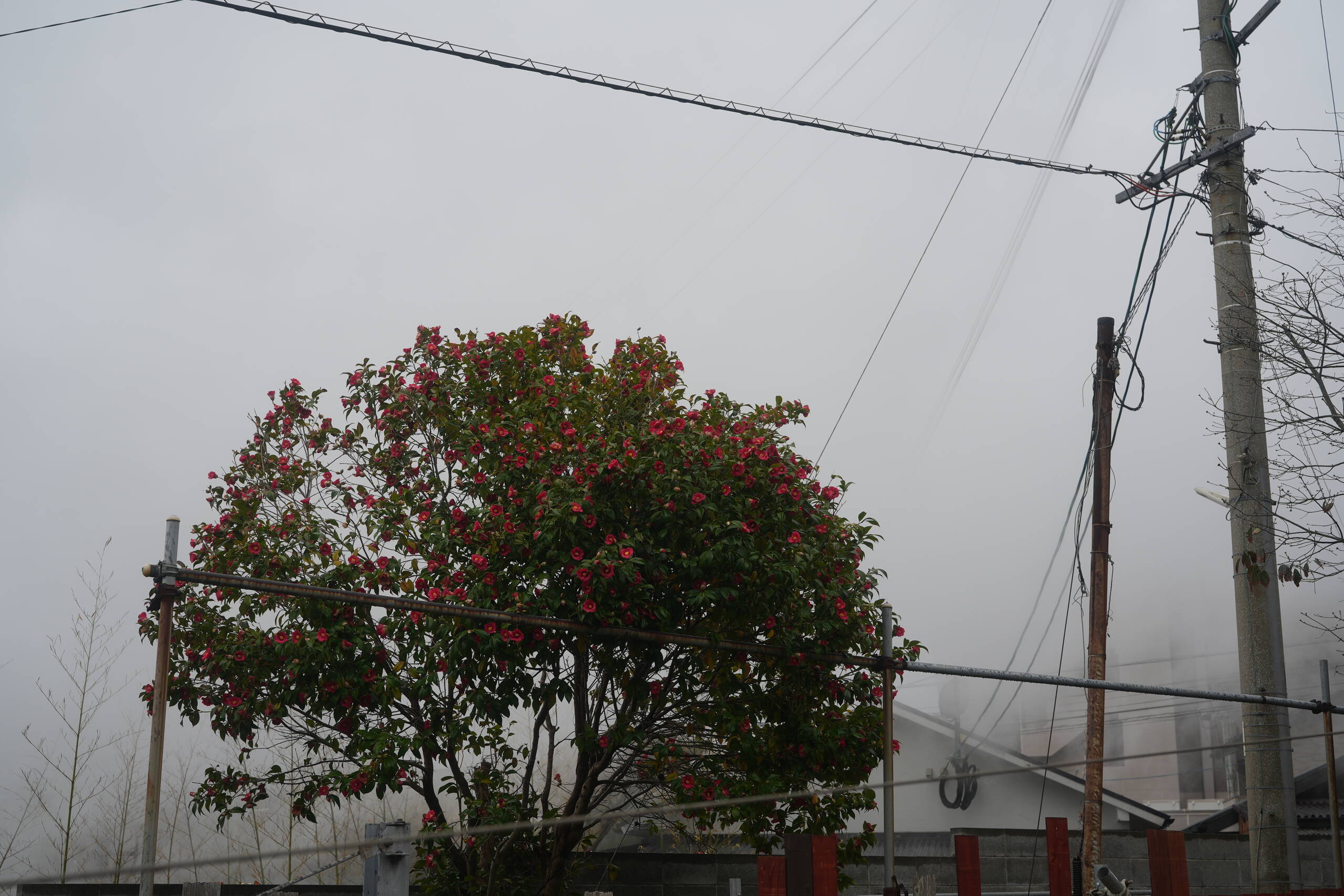 An image of roses.