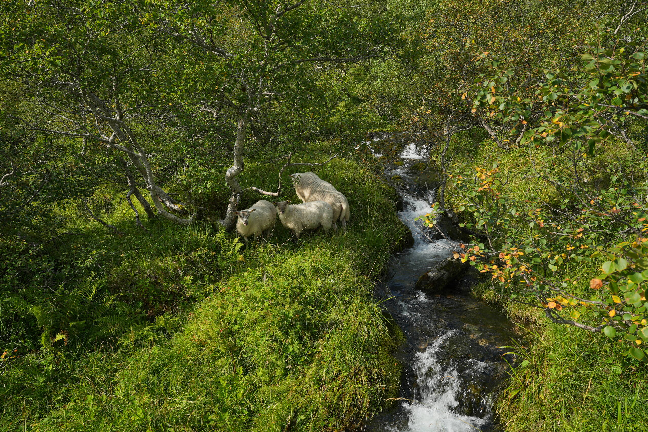 An image of sheep.