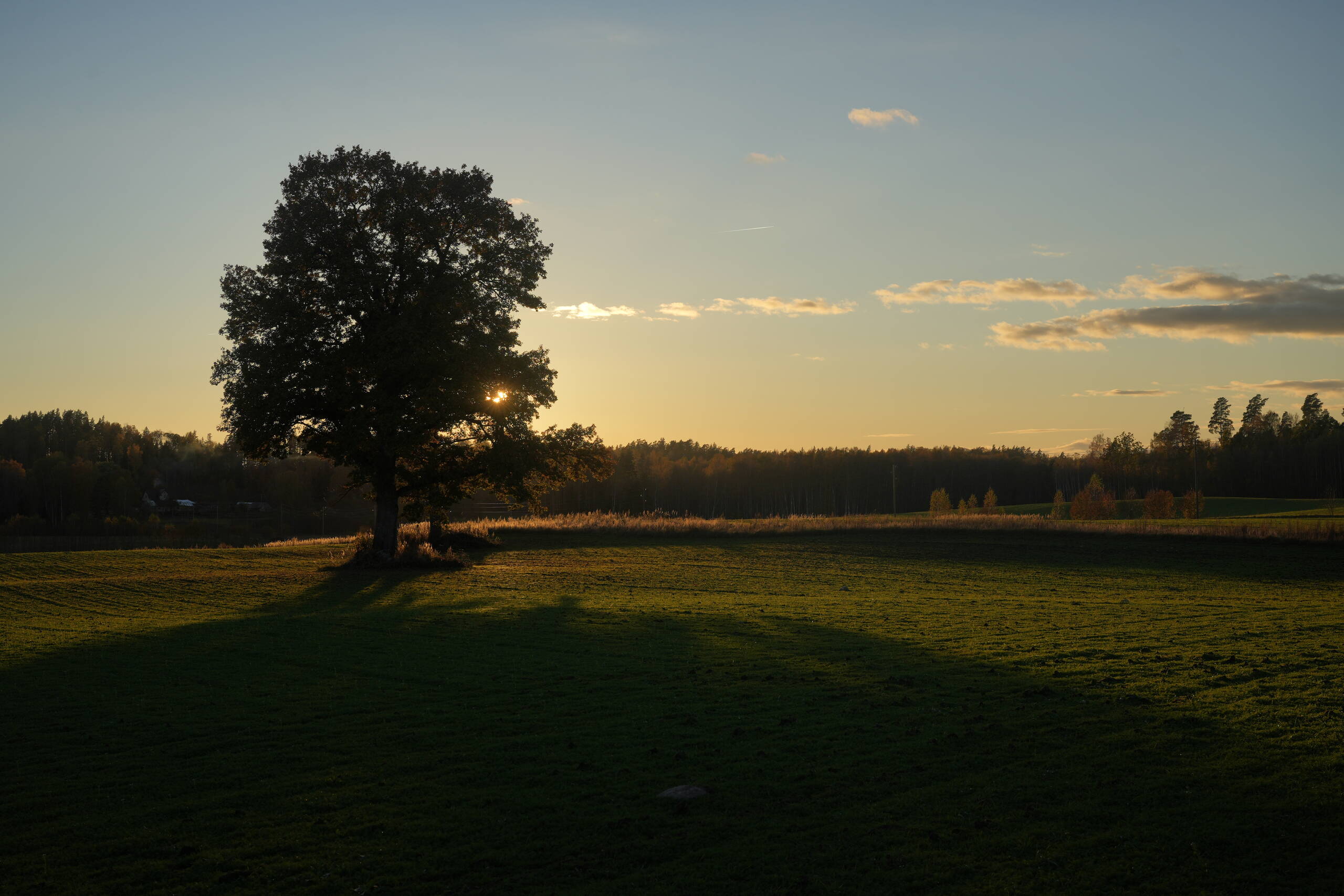 An image of tree.