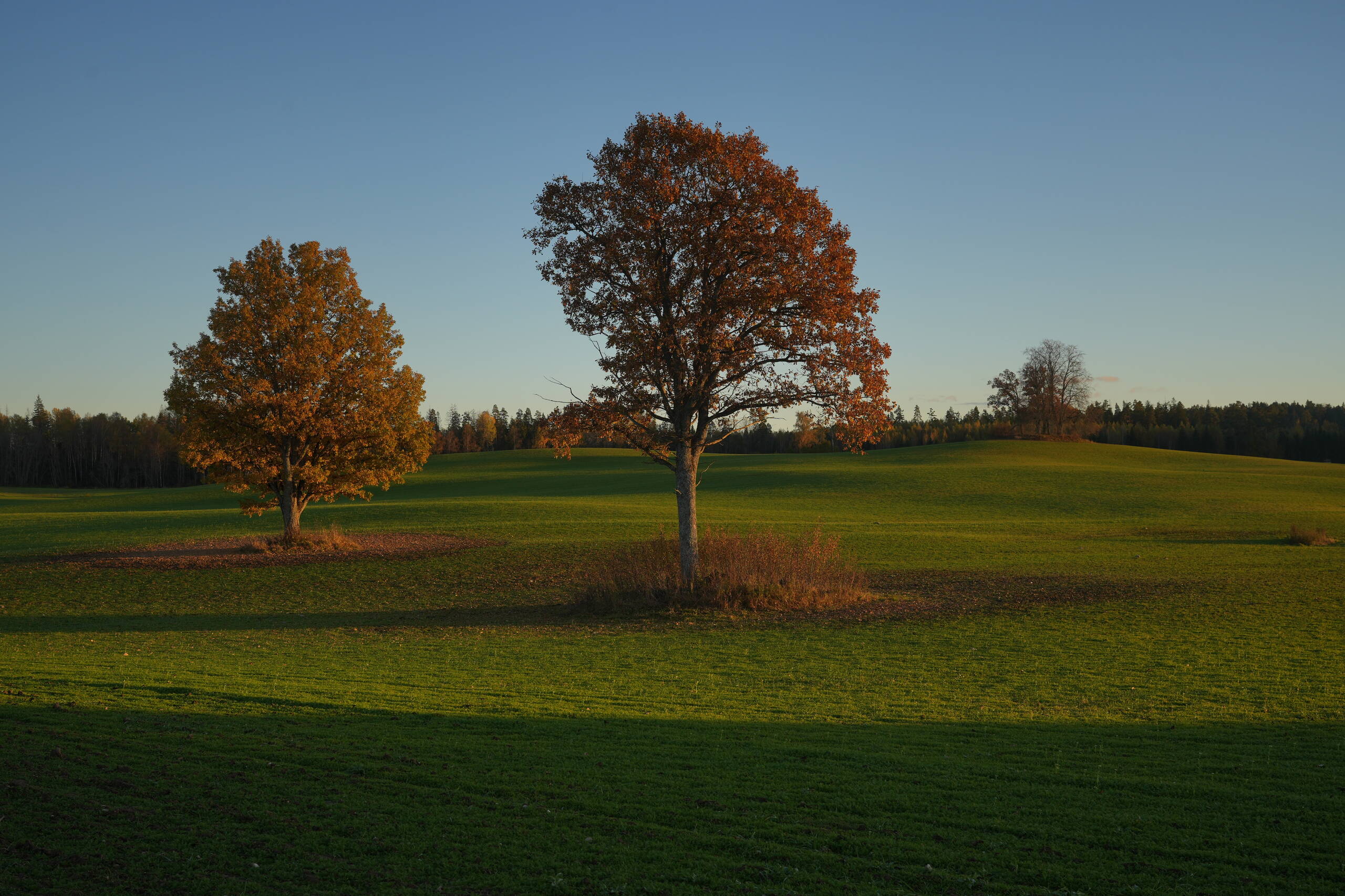 An image of trees.
