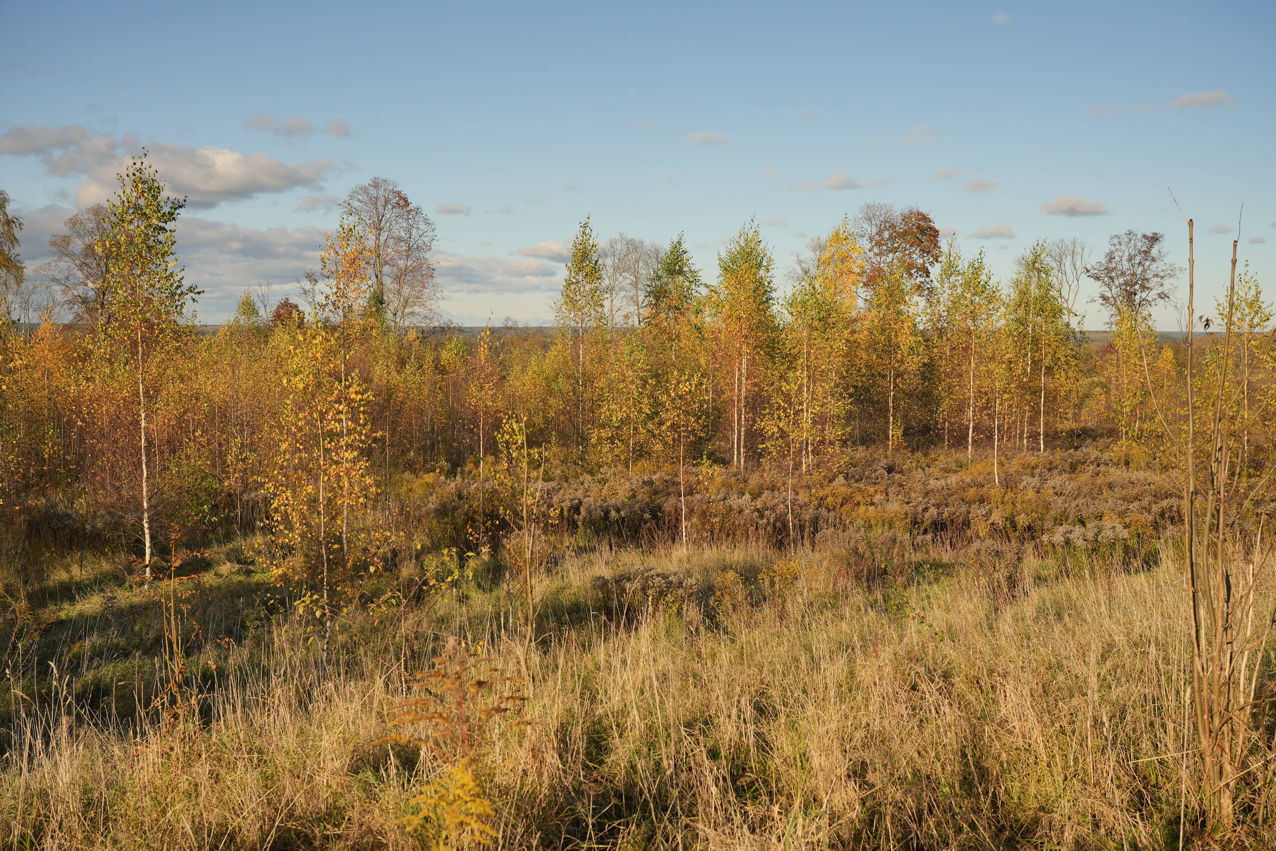 An image of yellow.